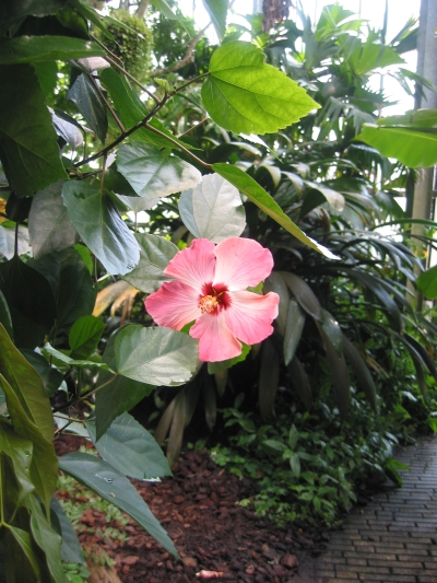 BotaniaGarden_0004.jpg