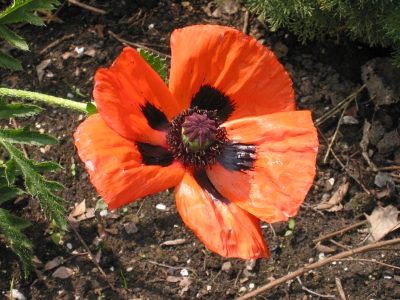 BotaniaGarden_0015.jpg