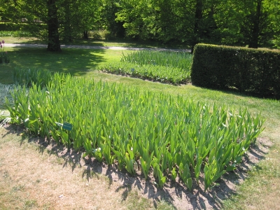 Keukenhof2007_01.jpg