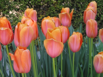 Keukenhof2007_03.jpg
