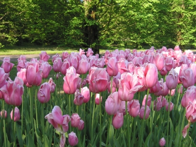 Keukenhof2007_04.jpg