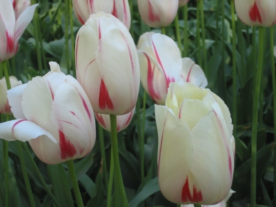Keukenhof2007_05.jpg
