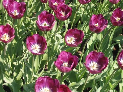 Keukenhof2007_06.jpg