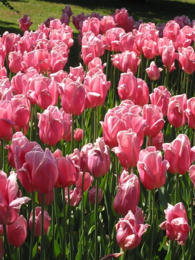 Keukenhof2007_07.jpg