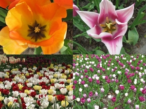 Keukenhof2008-1.jpg