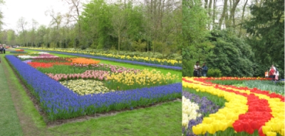 Keukenhof2008-5.jpg