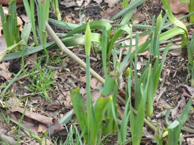 bloem10.jpg