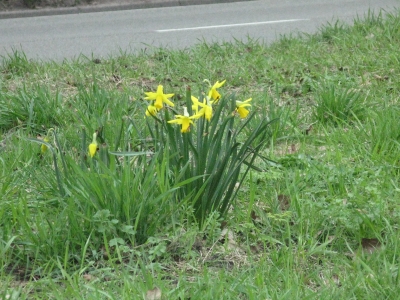 bloem11.jpg