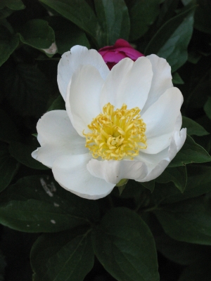bloem12.jpg