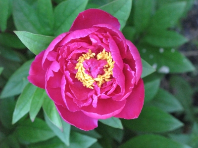 bloem13.jpg