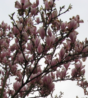 bloem6.jpg