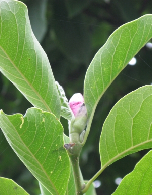 bloem8.jpg