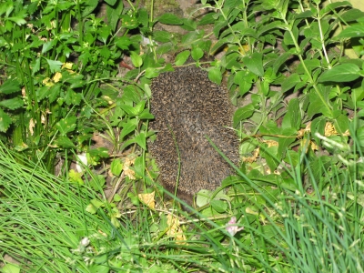 egel3.jpg