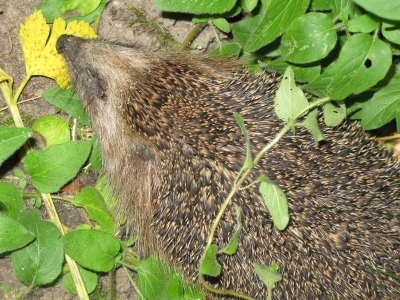 egel4.jpg