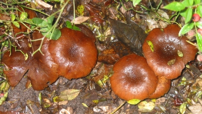 herfst4.jpg
