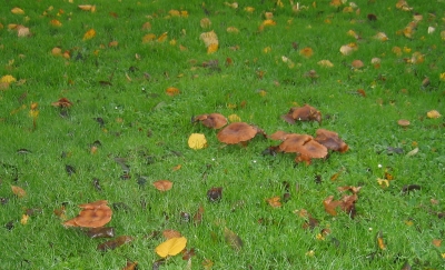 herfst5.jpg