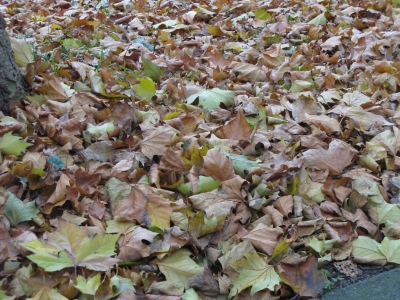 herfst6.jpg