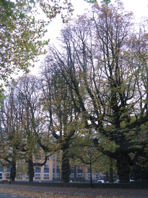 herfst7.jpg