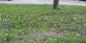 krokus10.jpg