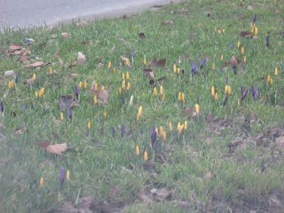 krokus12.jpg