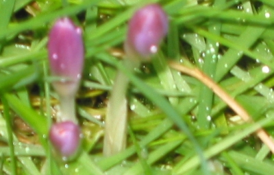 krokus5.jpg