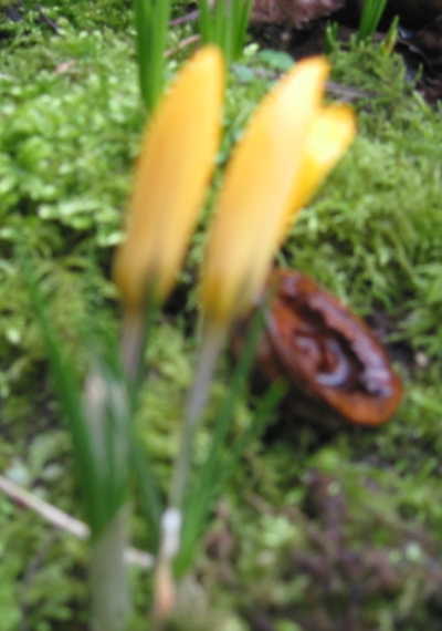 krokus6.jpg