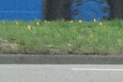 krokus7.jpg