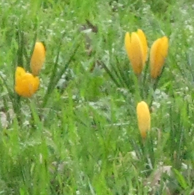 krokus8.jpg
