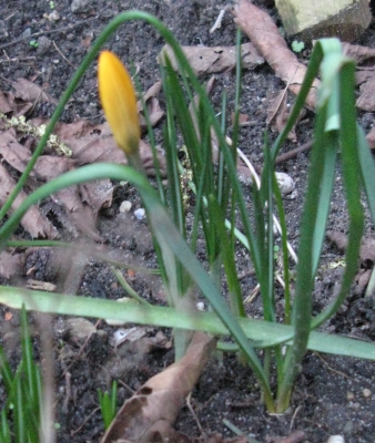 krokus9.jpg