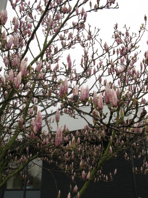 lente11.jpg