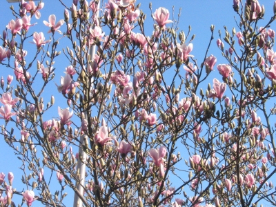 lente3.jpg