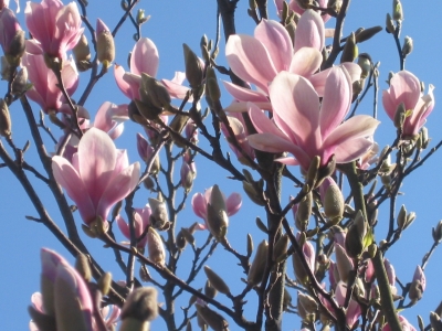 lente4.jpg