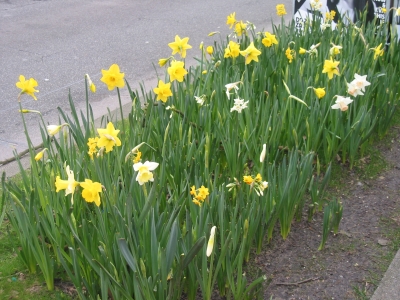 lente5.jpg