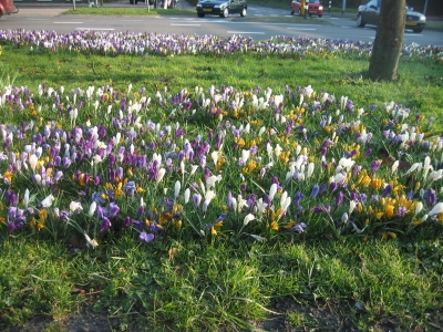 lente7.jpg