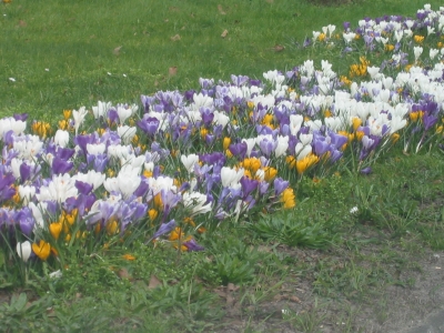 lente8.jpg