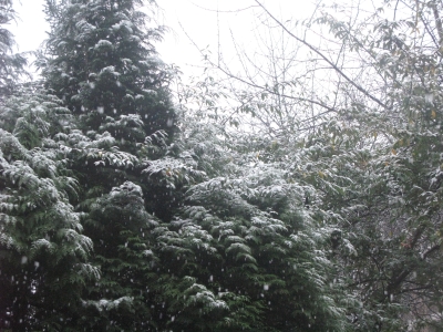 sneeuw8.jpg