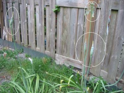 tuin11.jpg