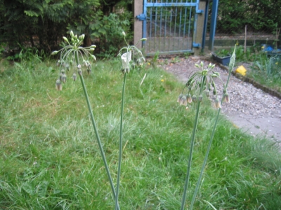 tuin12.jpg