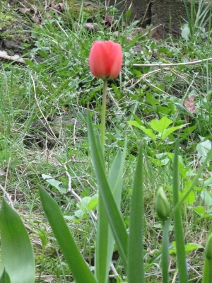 tulp1.jpg