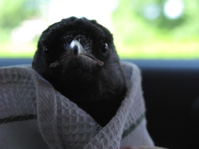 vogeltje1.jpg