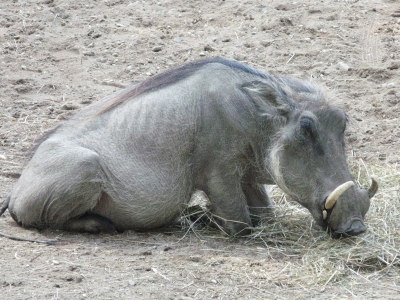 zoo1.jpg