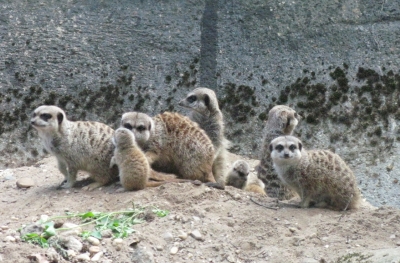 zoo2.jpg