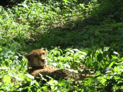 zoo3.jpg
