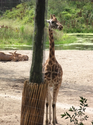 zoo4.jpg