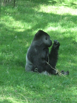 zoo5.jpg